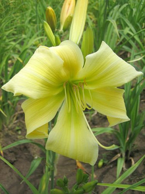 GT04-KLL16_Asterisk_X_Orchid_Corsage_12451.jpg