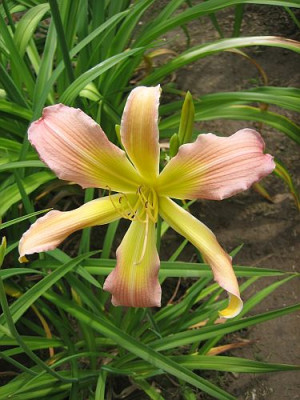 GT05-KL21.10_Asterisk_X_Orchid_Corsage_12391.jpg