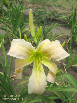 GT08-KLA11_12211.jpg