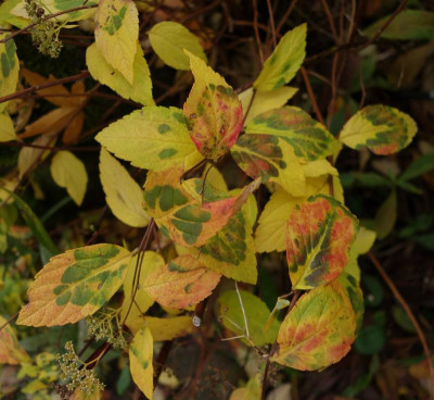 DSC02436.JPG