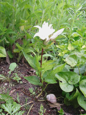 Campanula1_ue.jpg