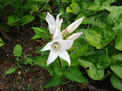 Campanula_ue.jpg