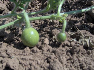 Wassermelonenbabys.jpg