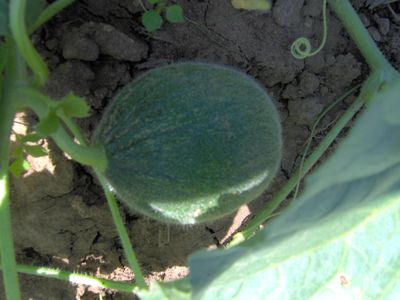 Melone_Kolchosbauer.jpg