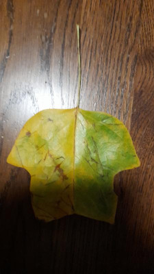 IMG-20231115-WA0015.jpeg