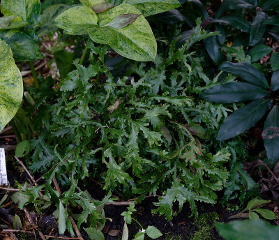 DSC_8062_DxO.jpg