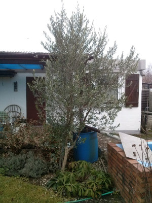 Olive 2015.jpg