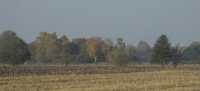 Kraniche im Moor.jpg