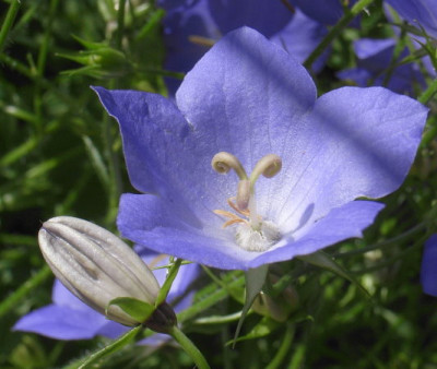 Campanula_x.JPG