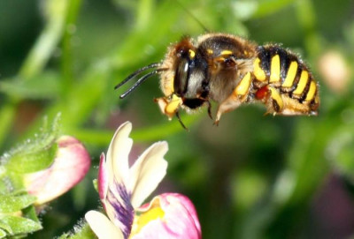 Anthidium_manicatum_-_Grosse_Wollbiene_w21_10mm.jpg