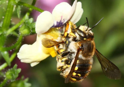 Anthidium_manicatum_-_Grosse_Wollbiene_03_Paarung_-_Garten.jpg