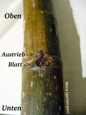 Oben-Unten-Steckling.jpg