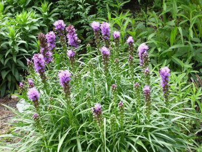 4Juli__2008_068_kl._17Liatris_spicata_Kobold_Sonnenlicht.JPG