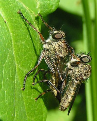 Asilidae_spec_-_Raubfliege_04a.jpg