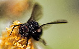 fliege2.jpg