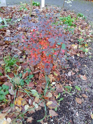 Cotoneaster.jpg