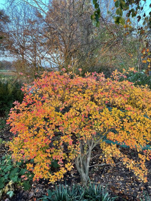 Enkianthus campanulatus Herbst 2023.jpg