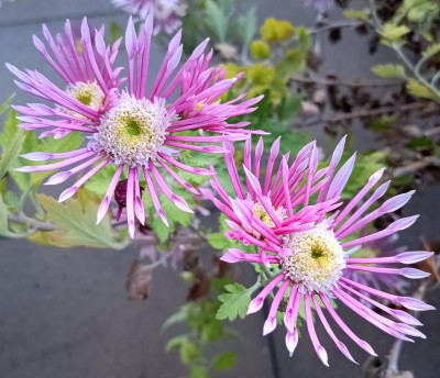 IMG_20231119_100628592_HDR~2.jpg