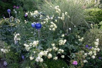 Rose_Lovley_Green0608.jpg