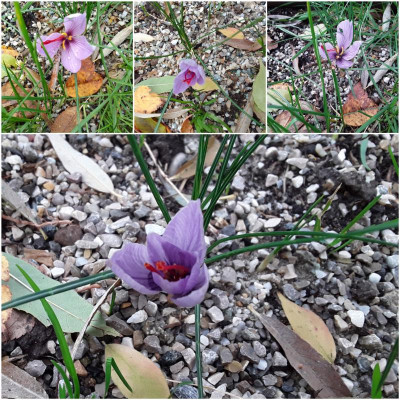 CrocusSativus.jpg