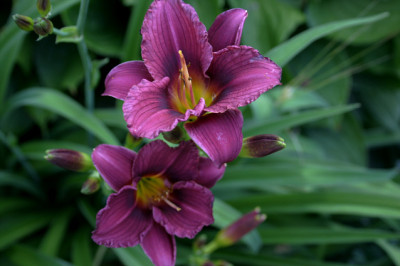 Hemerocallis0108.jpg