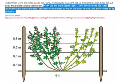 Brombeer-Schneidesystem am Drahtspalier - Hauenstein, Rafz CH.png