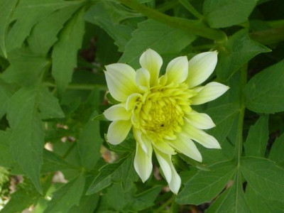 4Juli__2008_072kl.19_Dahlia_Lambada_Einzelblute.JPG