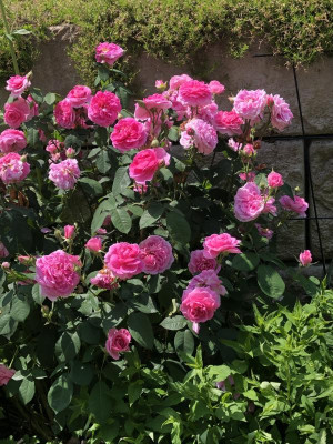 IMG_2303.jpeg