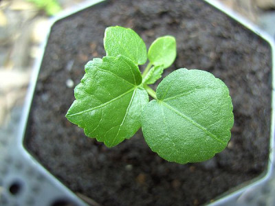 Euscaphis_japonica_fars_2008.jpg