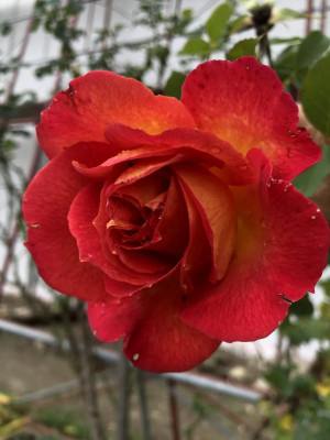 IMG_0920.jpeg