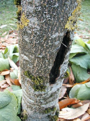 Maronisaemmlingstrauchbaumwunde_3.jpg