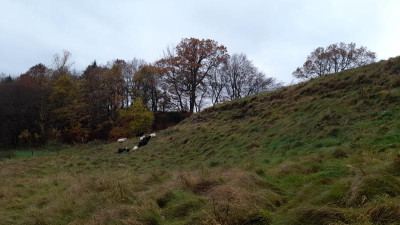 IMG-20231121-WA0009.jpeg
