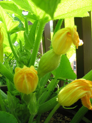 zucchini_1_2_1.jpg