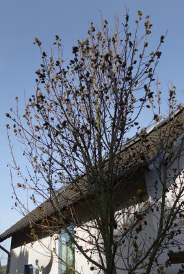 DSC02483.JPG