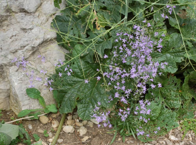 Glockenblume_0010__T_29907.jpg
