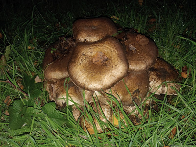 Egerlinge20231116_163558.jpg
