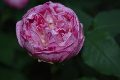 honorine de brabant 002.JPG
