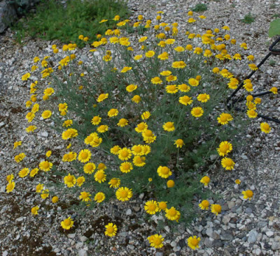 Farber-Hundskamille_0010__G_29882.jpg