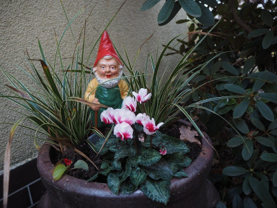 Gartenzwerg 23.11.23.JPG