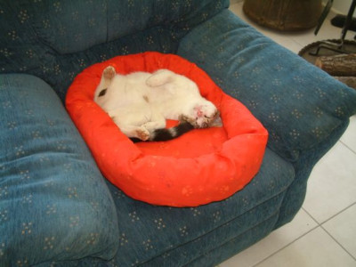 Puma_10.6.08001.jpg
