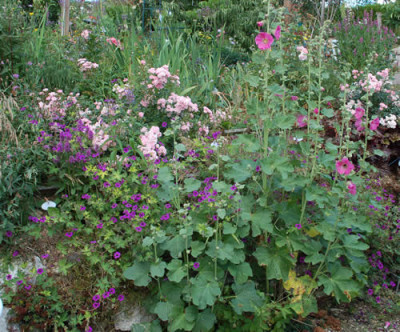 Stockrose_0010__RH_29883.jpg