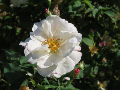 hebes.JPG