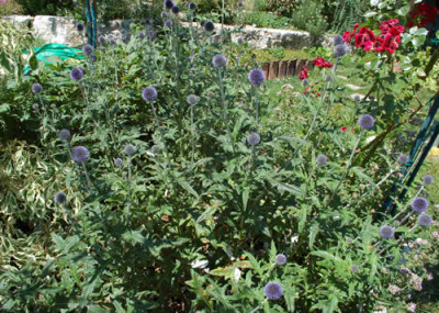 Kugeldistel_0010__K2_30194.jpg