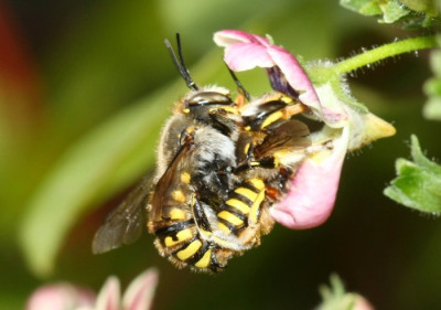 Anthidium_manicatum_-_Grosse_Wollbiene_05_Paarung_-_Garten.jpg