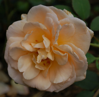 Apricot_Nectar_0010__P_29891.jpg