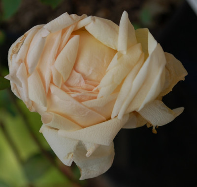Albert_Hoffmann_0010__30032.jpg