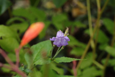 IMG_9960.JPG