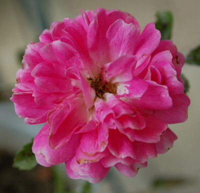 Babette_Rambler_0010__30029.jpg