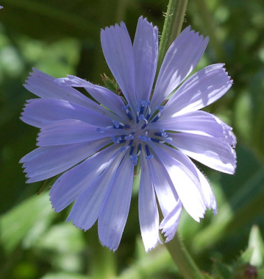 Wegwarte_Bluete_0010__HG_30228.jpg