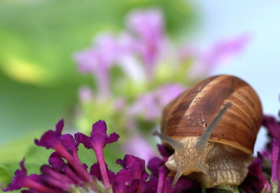 weinbergschnecke4.jpg